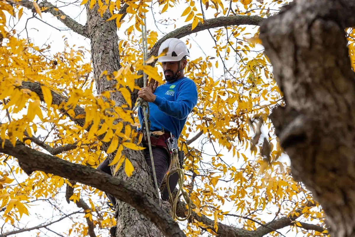 Skilled Tree Planting crew working in Lisbon